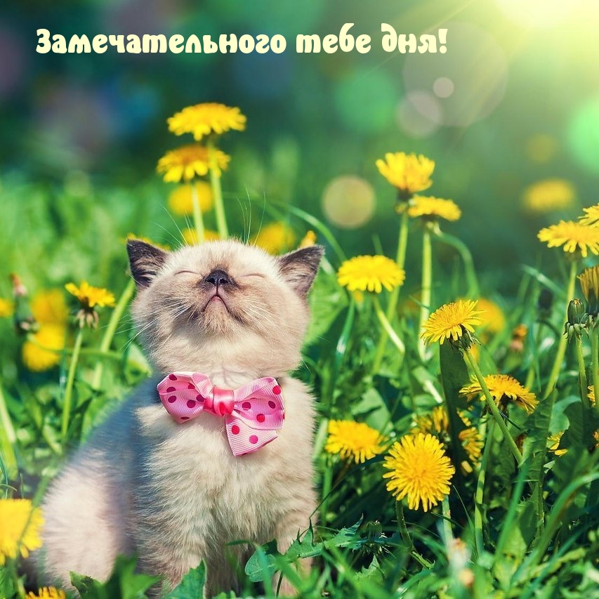 Замечательного тебе дня!