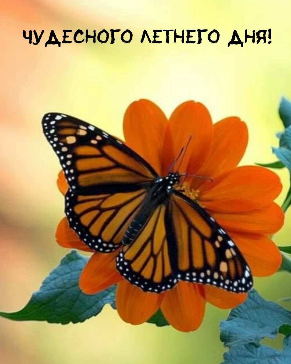 Чудесного летнего дня!