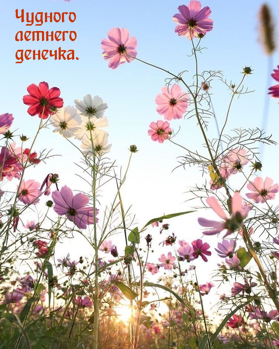 Чудного летнего денечка.