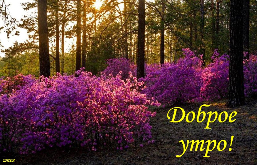 Доброе утро!