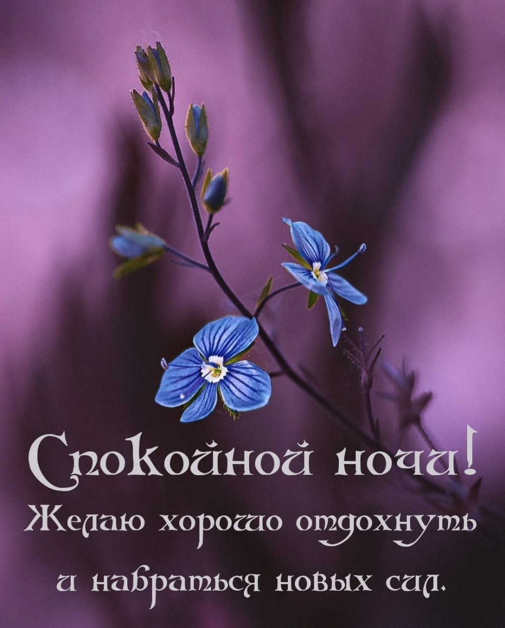 Спокойной ночи! Желаю хорошо отдохнуть