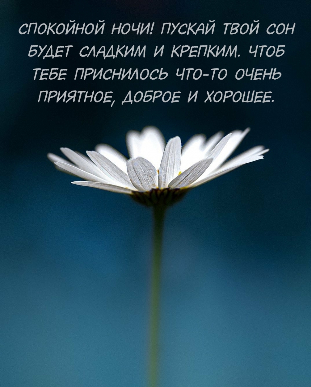 Спокойной ночи! Пускай твой сон будет сладким