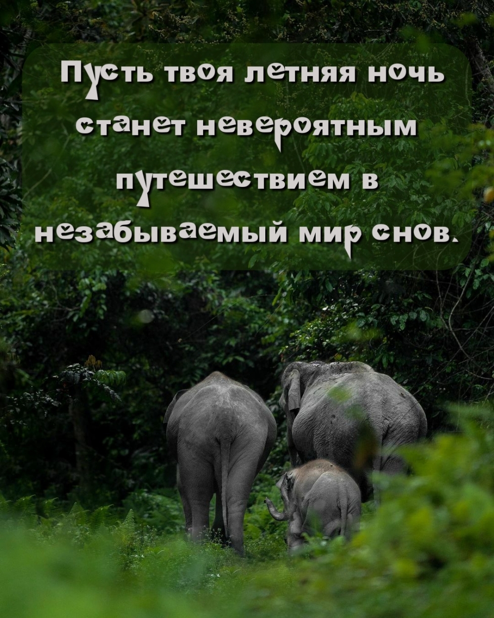 Пусть твоя летняя ночь станет путешествием в мир снов.