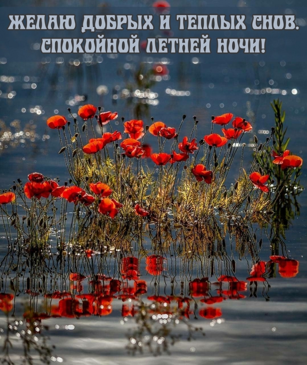 Желаю добрых и теплых снов. Спокойной летней ночи!