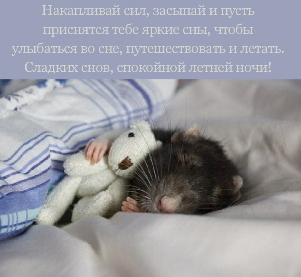 Сладких снов, спокойной летней ночи!