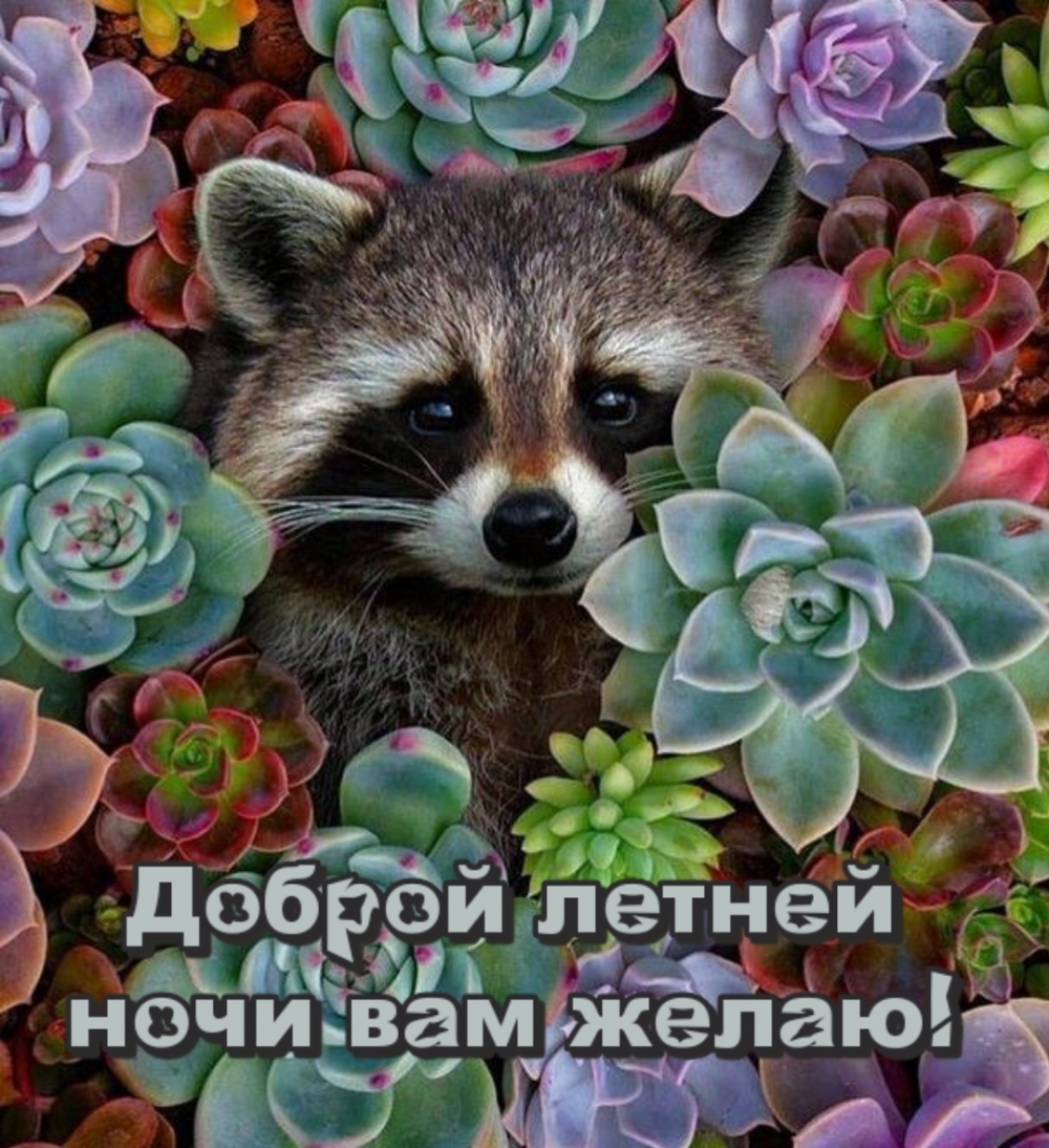 Доброй летней ночи вам желаю!