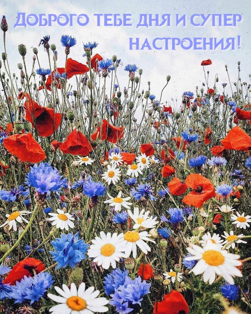 Доброго тебе дня и супер настроения!