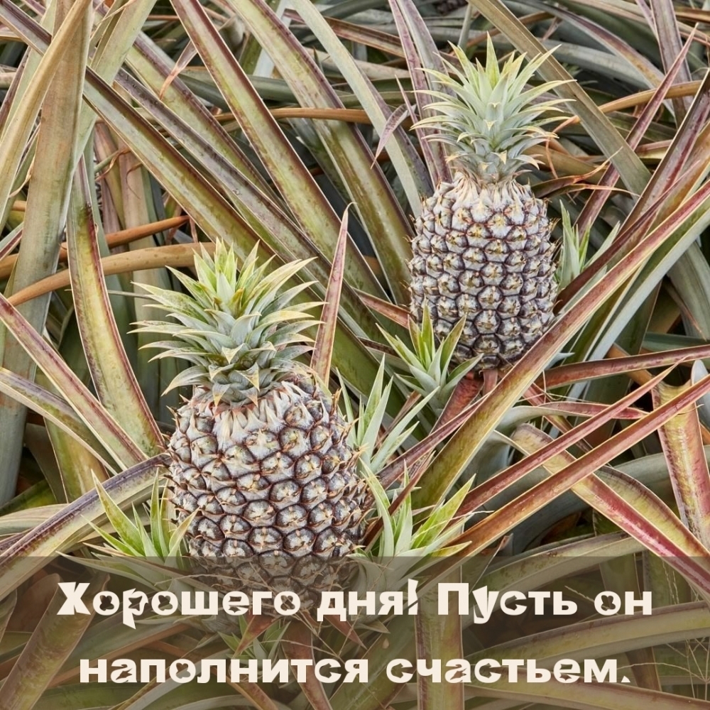 Хорошего дня! Пусть он наполнится счастьем.