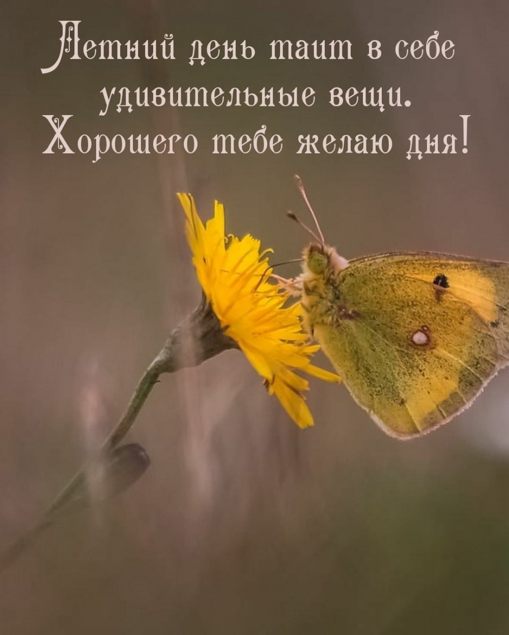 Хорошего тебе желаю дня!