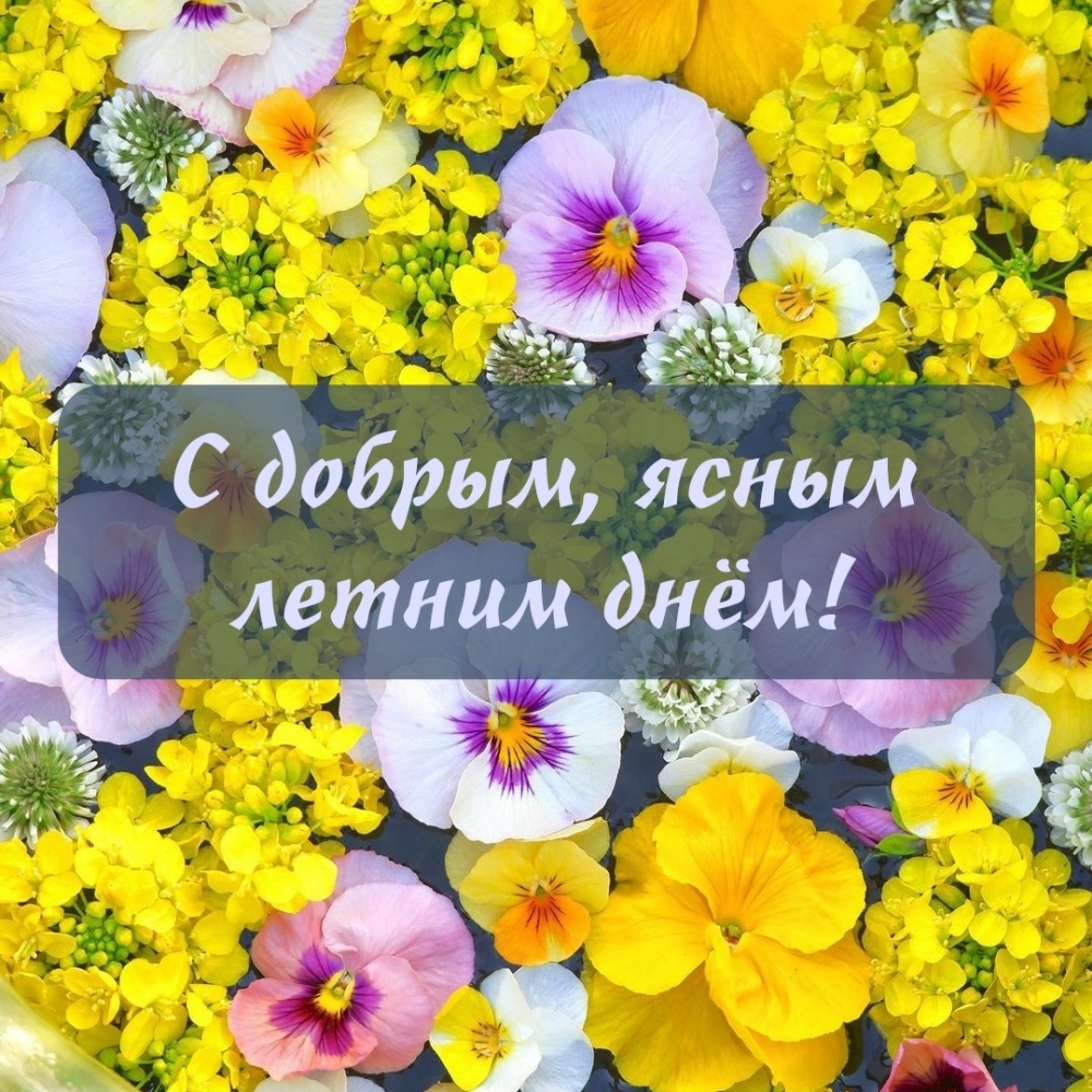 С добрым, ясным летним днём!
