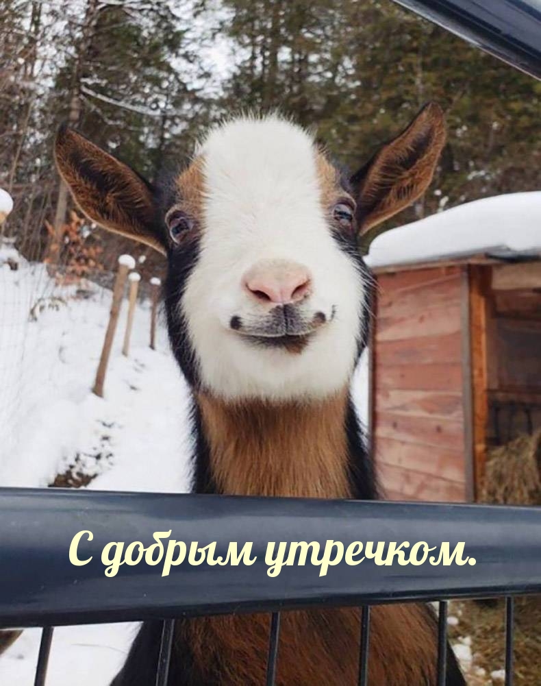 С добрым утречком.