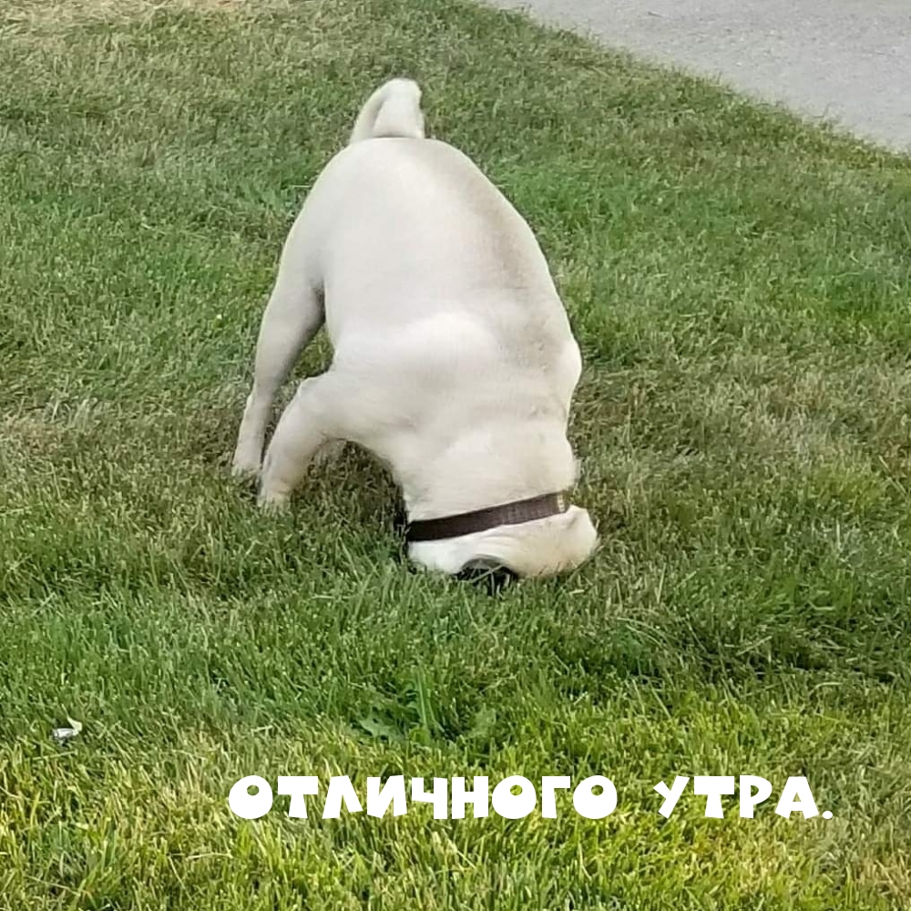 Отличного утра.