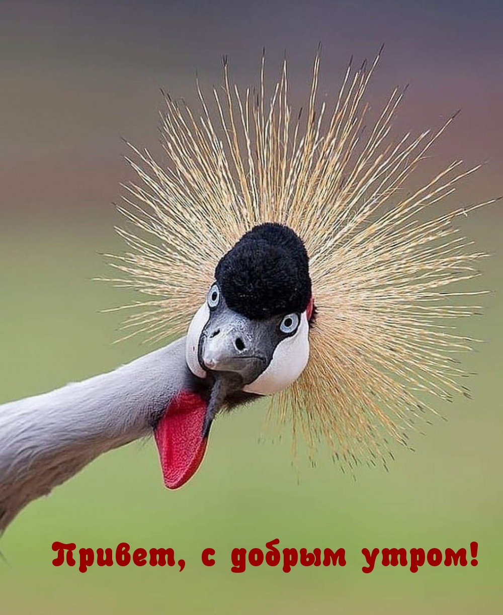 Привет, с добрым утром!