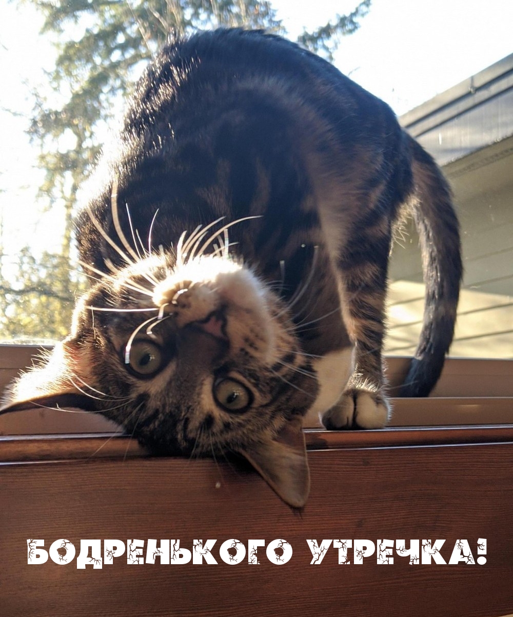 Бодренького утречка!
