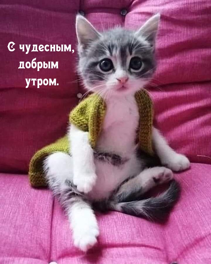 С чудесным, добрым утром.
