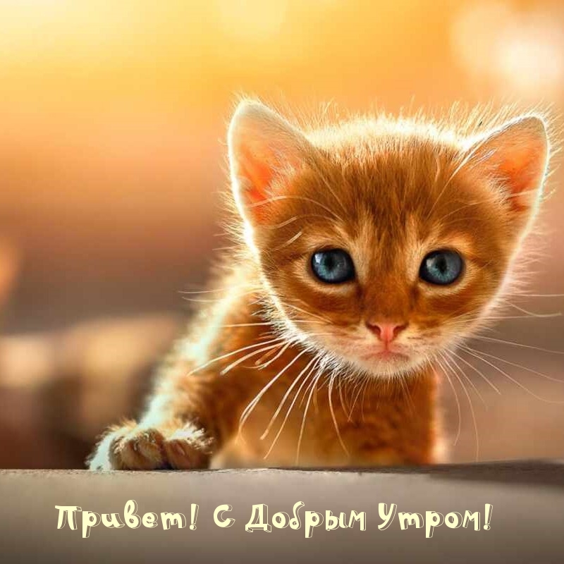 Привет! С Добрым Утром!