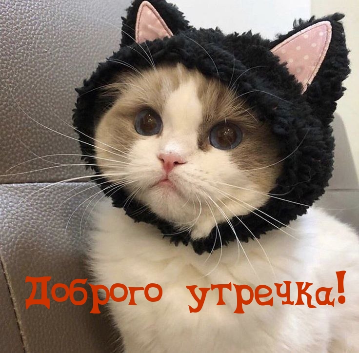 Доброго утречка!