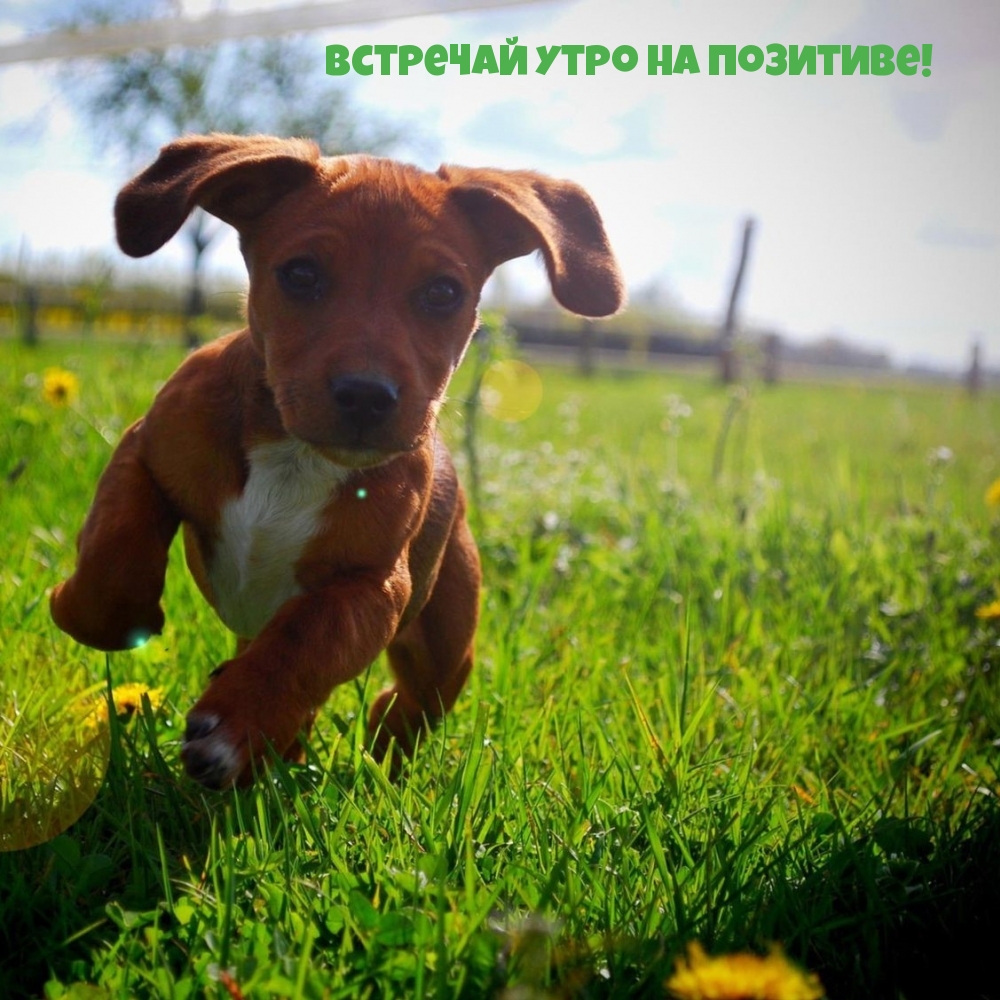 Встречай утро на позитиве!