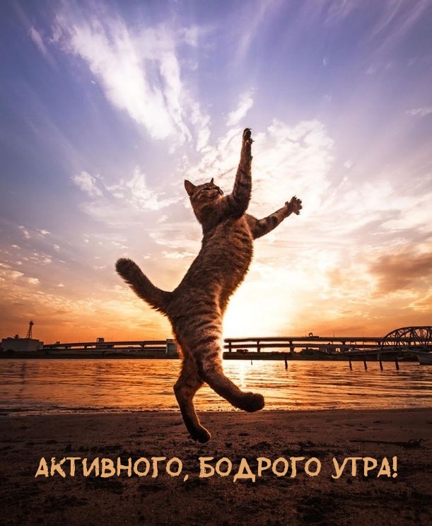 Активного, бодрого утра!