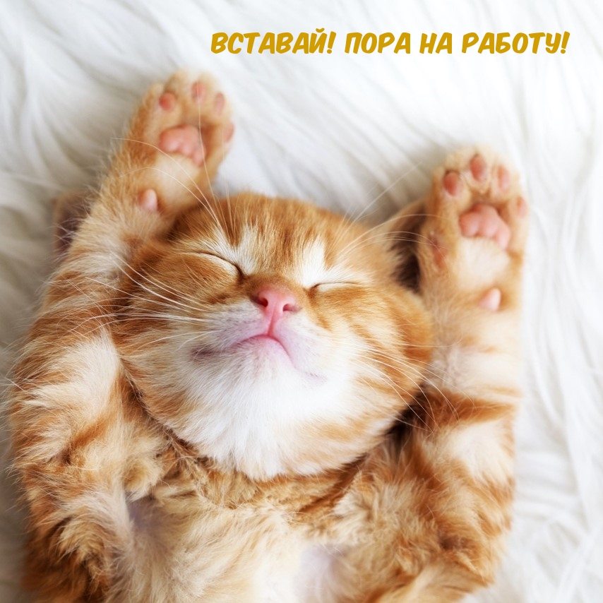 Вставай! Пора на работу!