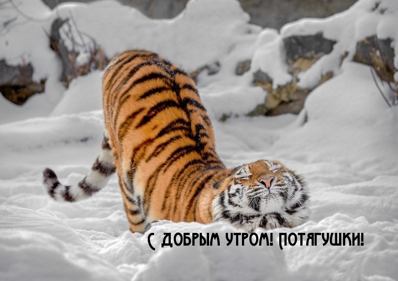 С добрым утром! Потягушки!