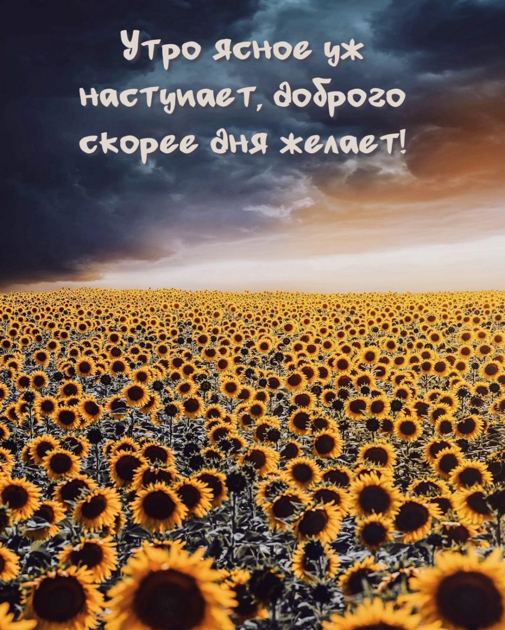 Утро ясное уж наступает, доброго скорее дня желает!