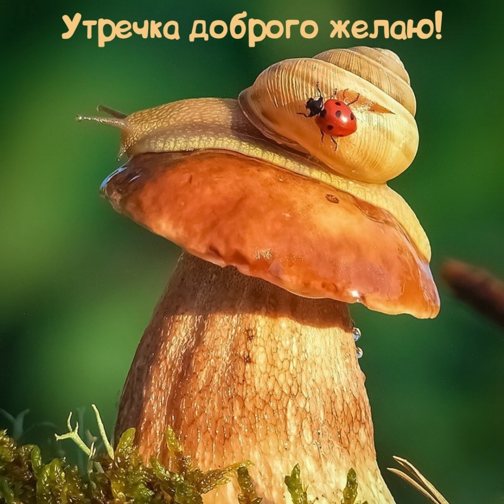 Утречка доброго желаю!