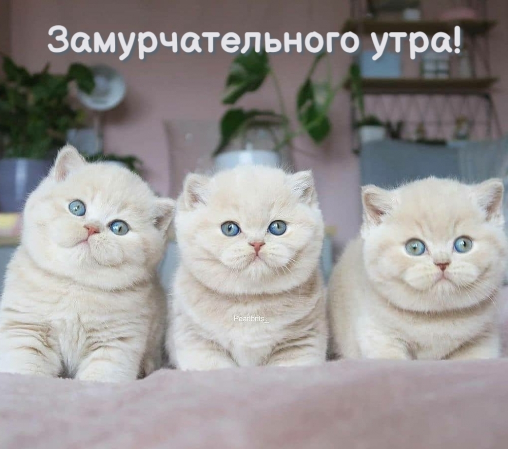 Замурчательного утра!