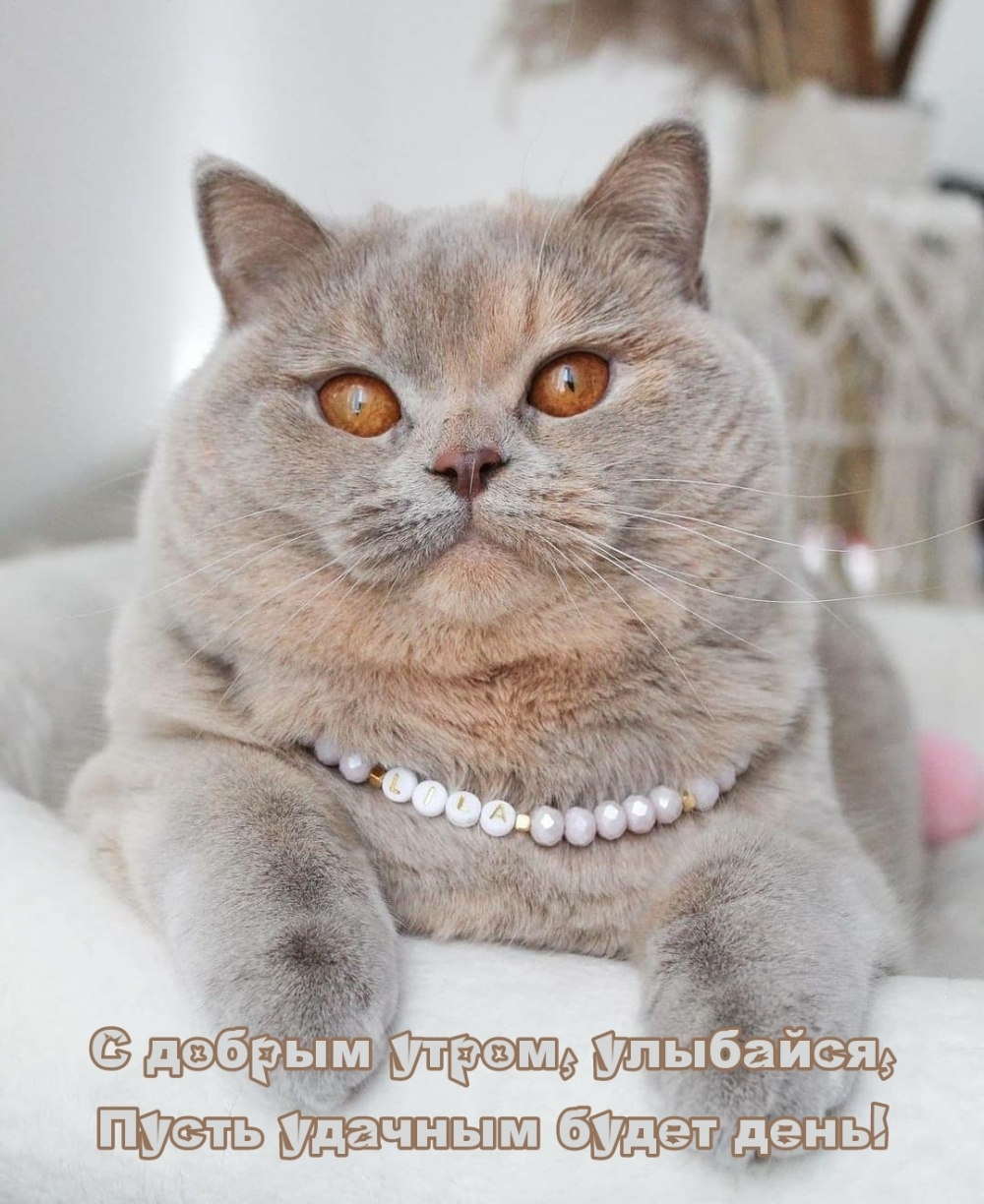 С добрым утром, улыбайся, пусть удачным будет день!