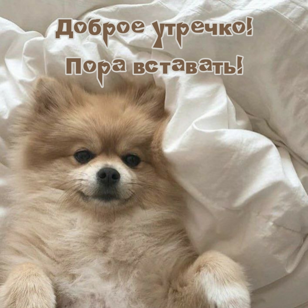 Доброе утречко! Пора вставать!