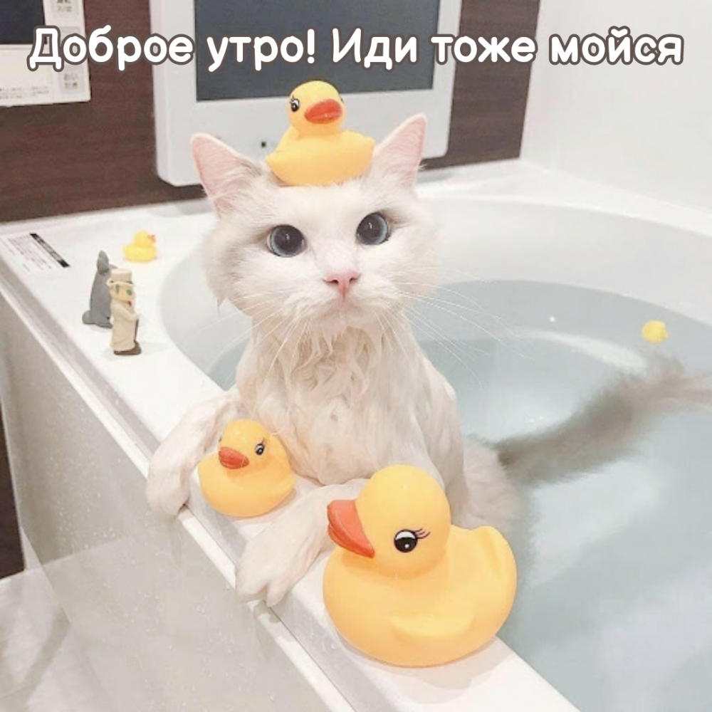 Доброе утро! Иди тоже мойся