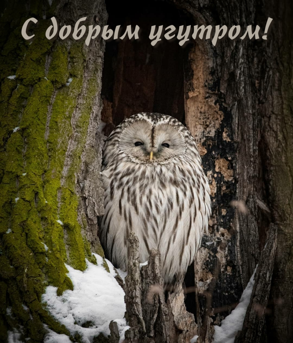 С добрым угутром!