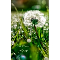 С нежным утром!