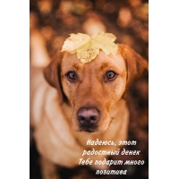 Надеюсь, этот радостный денек Тебе подарит много позитива