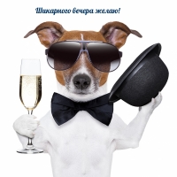 Смешная собака — Шикарного вечера желаю!