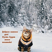 Доброго зимнего дня! Пусть будет много позитива!