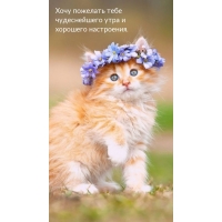 Хочу пожелать тебе чудеснейшего утра и хорошего настроения.