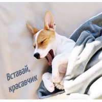 Вставай, красавчик