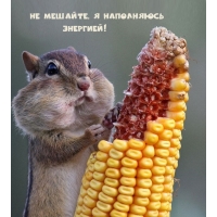 Не мешайте, я наполняюсь энергией!