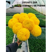 Хорошего дня! Отличного настроения!