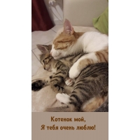 Котенок мой, я тебя очень люблю!
