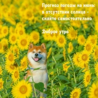 Июнь: в отсутствии солнца — сияйте самостоятельно