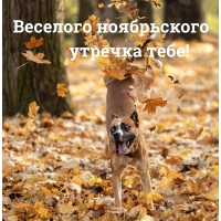 Веселого ноябрьского утречка тебе!