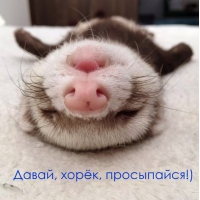 Давай, хорёк, просыпайся!)
