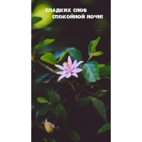 Сладких снов Спокойной ночи!
