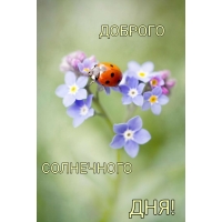 Доброго солнечного дня!