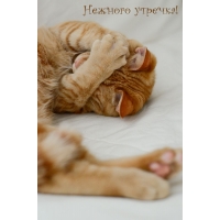 Нежного утречка!