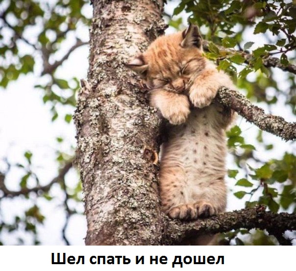 Картинки с надписями.  Уснул на месте.