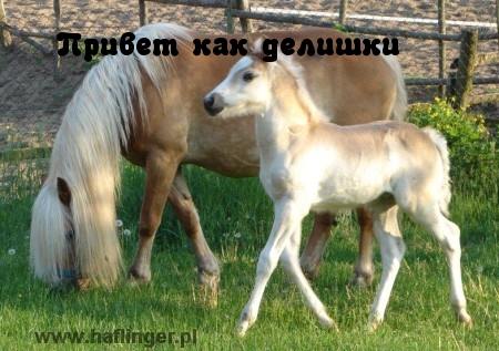 Привет, как делишки?