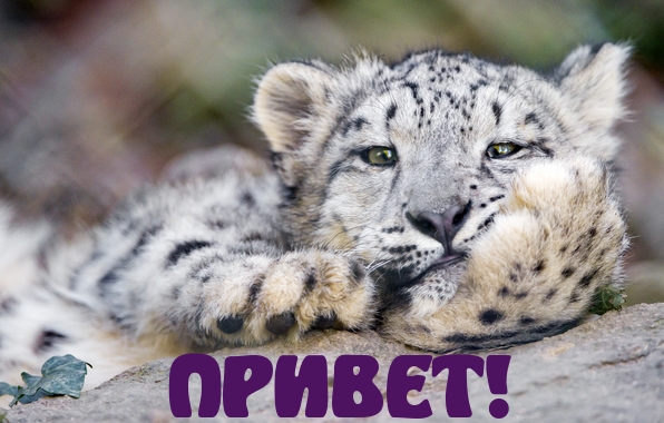 ПРИВЕТ!